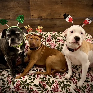 Fundraising Page: Robin Steele